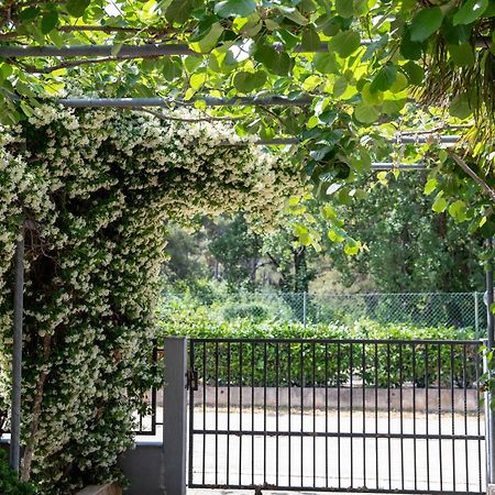 Apartmani Dina ビオグラード・ナ・モル エクステリア 写真